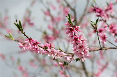 漂亮花朵|超过 300000 张关于“花朵”和“自然”的免费图片